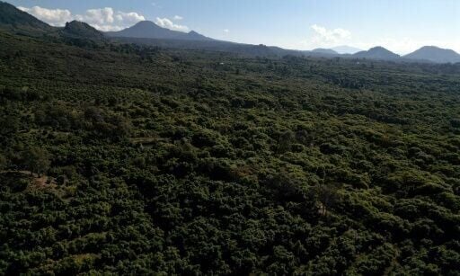 Despite Trump, Mexico avocado farmers see no end of Super Bowl demand