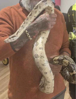 Un-boa-lievable! Police rescue 4-foot-long boa constrictor from car engine