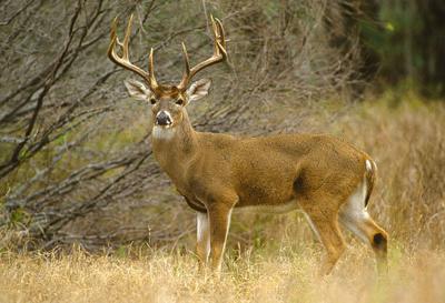 Alabama Deer Hunters Asked to Share the Hunt