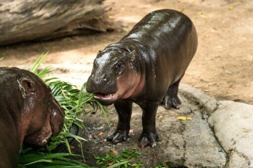 Hippo birthday: Thai internet sensation Moo Deng turns one
