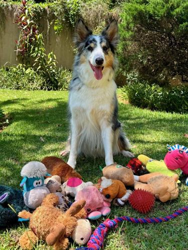 Some dogs learn new words by eavesdropping on their owners, reveals new research