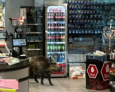 This handout photo released and taken by the Police in Berlin on March 13, 2026 shows a wild boar strolling around in a supermarket in the city's southwestern district of Koepenick