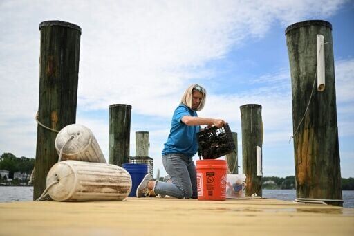 US oyster gardeners rebuild nature's own water-cleaning system