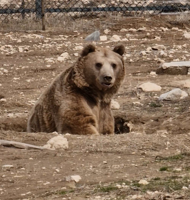 Bears rescued from filthy cages wake from hibernation
