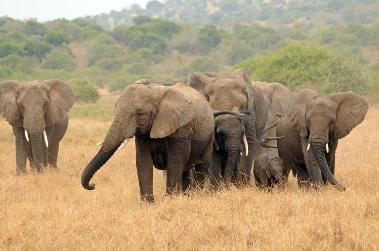 African elephants increasingly vulnerable to disease due to inbreeding, shows study