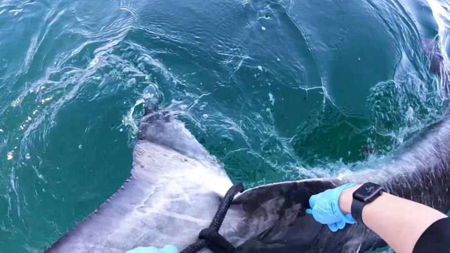 9-ft great white shark Brass Bed spotted off Florida coast