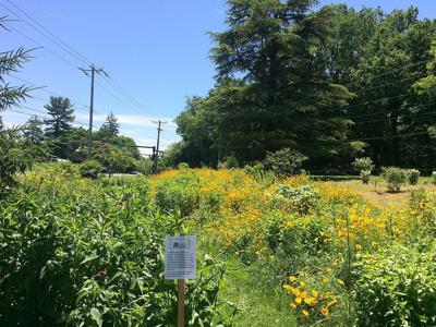 Pollinator garden