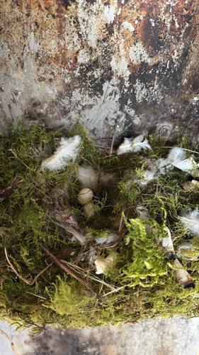 Blue tits nest inside pub’s ashtray