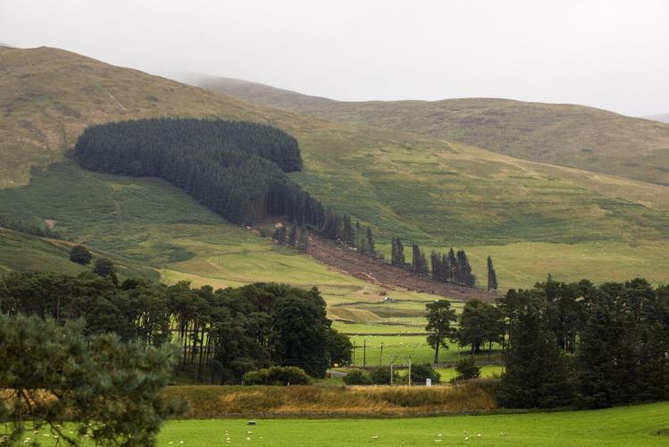 Work has begun to remove a historic woodland affectionally known as “penis wood” – despite thousands of protestors.