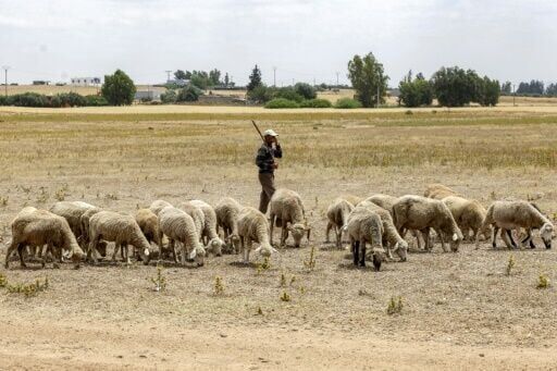 Morocco set for sheepless Eid as drought persists