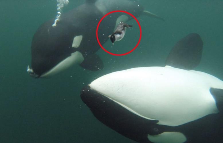 Killer whales invite humans for lunch, study suggests