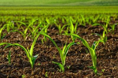 Alabama Crops Report Podcast: Where research meets the row