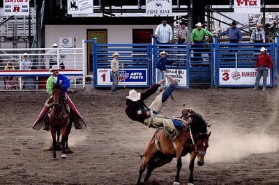 Rodeo stock