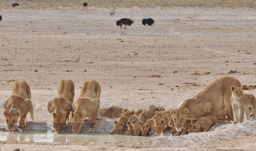 Lions track rival hyenas in the wild rather than the other way round, reveals study