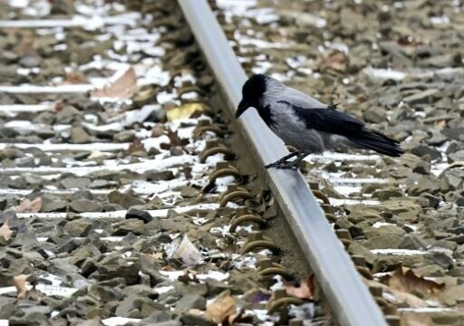 A crow sits on a Berlin tram track during the day-long transport strike