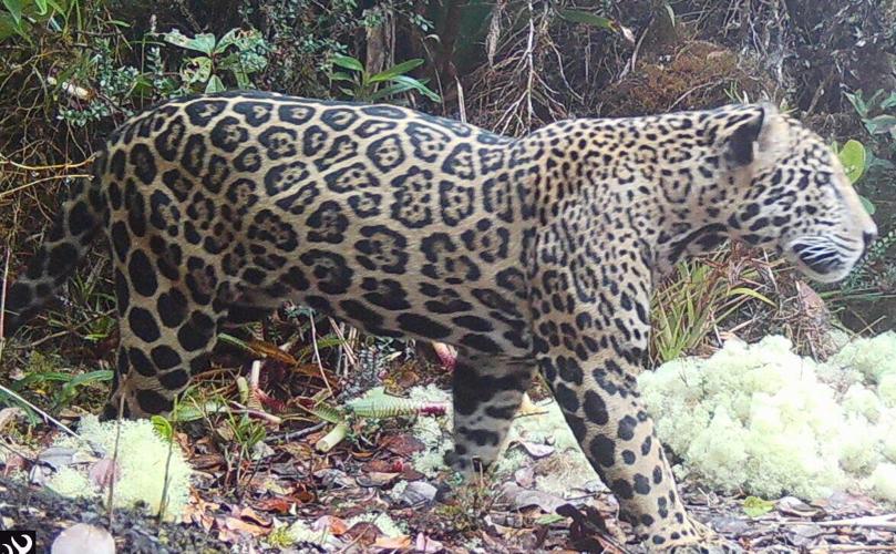 ‘Cloud jaguar’ spotted in Honduran mountains – for the first time in ten years