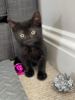 Surge in black cat adoptions thanks to Oscar-winning hit film ‘Flow’