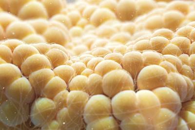 There is more to fat than meets the eye.