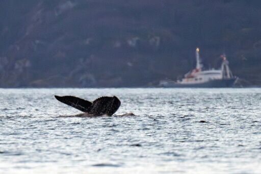 Earliest proof of humans using whale bone tools discovered