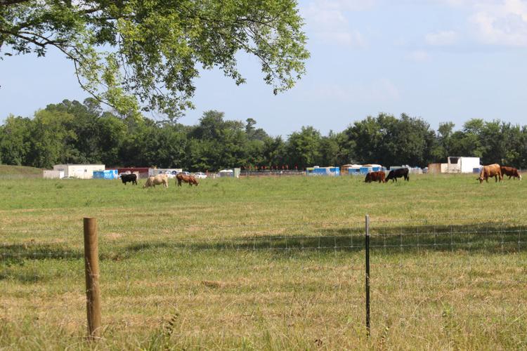 Solar Farm near Newbern cow pasture