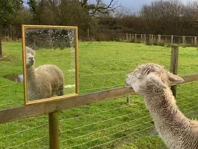 alpacamirror_featured