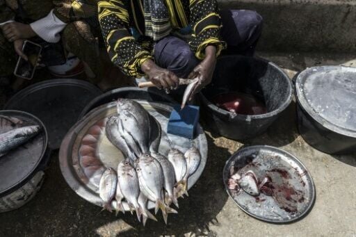 A shortage of fish affects both food security and Senegal's national economy, experts say