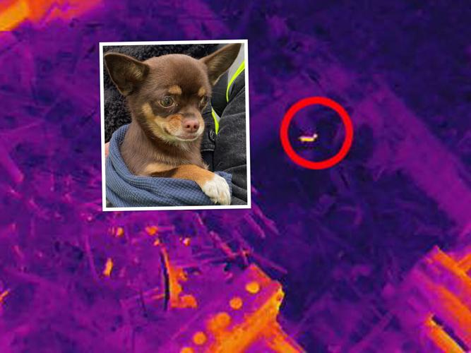 Chihuahua survives two weeks trapped in fire-gutted building