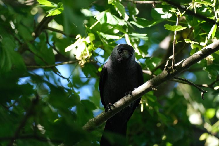 Jackdaw chicks learn about predators by listening to adults, reveals study