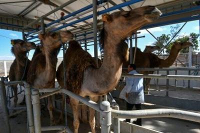 In Tunisia's arid south, camel milk offers hope for economic gain