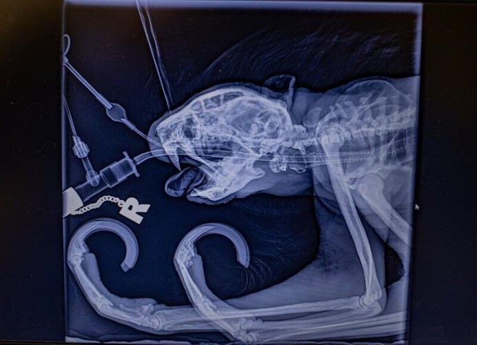 Rare sloth cured of toothache after pioneering dental surgery at zoo