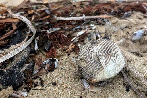 Toxic algae killing marine life off Australian coast