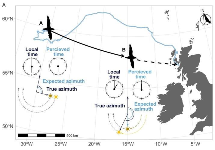 Seabirds can suffer “jet lag” during long flights – causing them to lose their way
