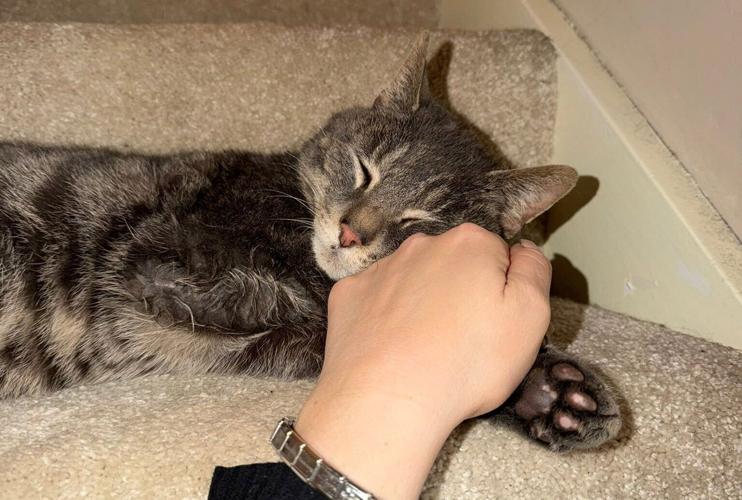 Missing cat finally reunited with owner after being ‘cat napped’ five years ago