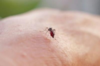 Dengue, chikungunya may soon be endemic in Europe: research