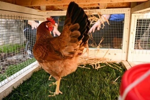 Backyard barnyard: rising egg prices prompt hen hires in US