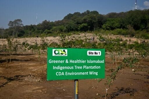 Trees can help pollution by filtering dirty air, absorbing harmful gases, and cooling cities