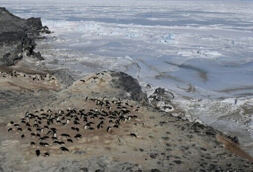 The surprising climate power of penguin poo