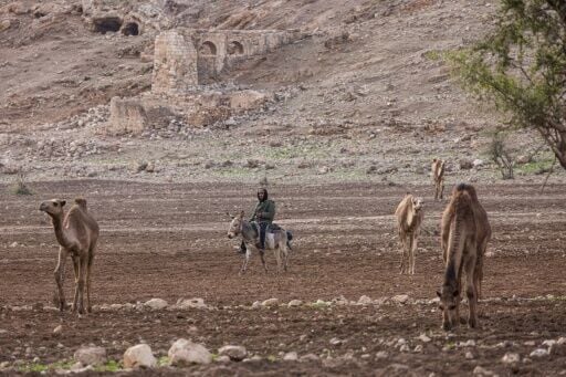 An Israeli settler rides a donkey as he herds camels on the land of a Palestinian Bedouin community in Ras Ein al-Auja
