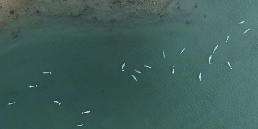 Beluga whales indulge in wife swapping to enhance long term survival chances