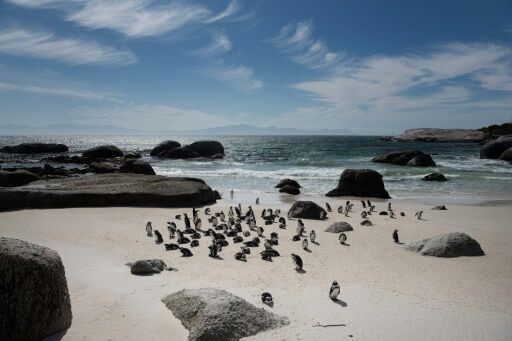 'Critically endangered' African penguins just want peace and food