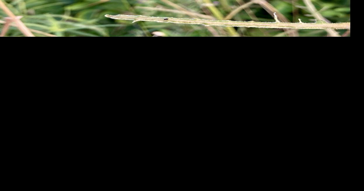 Community Science Stroll: Insect Mini Blitz | Columnists ...
