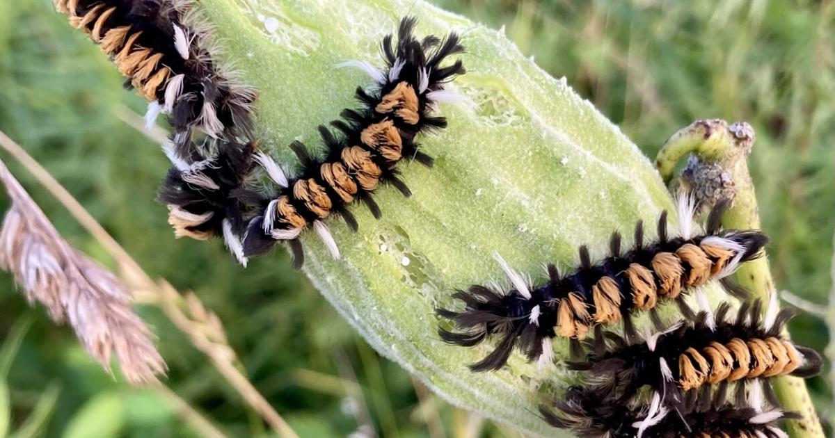 Scrill Insect Community Science Stroll: Insect Mini Blitz | Columnists ...