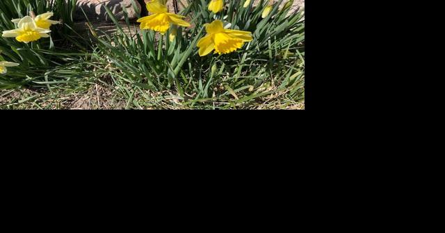 The promise of daffodils - Vimarsana News