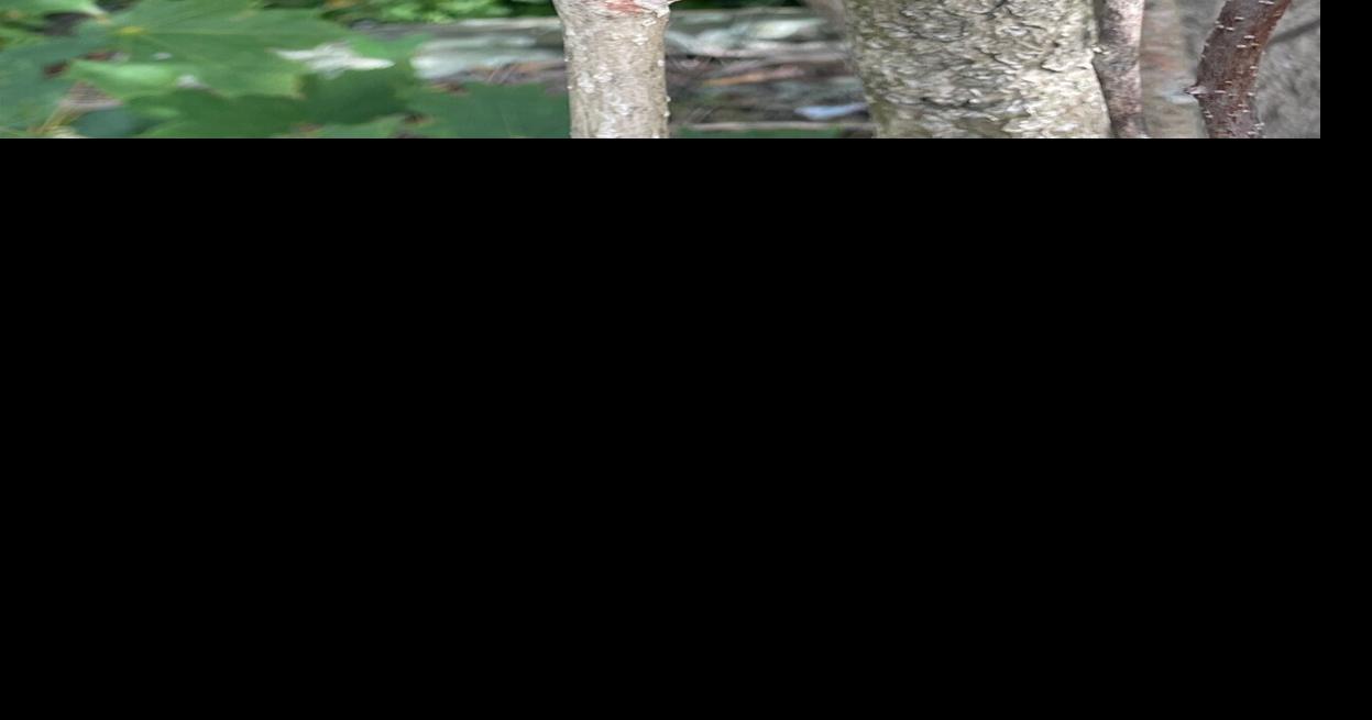 Tree talk: URI forester offers tips on tree safety, protection and observation for Arbor Day Many Rhode Island trees just coming into bloom
