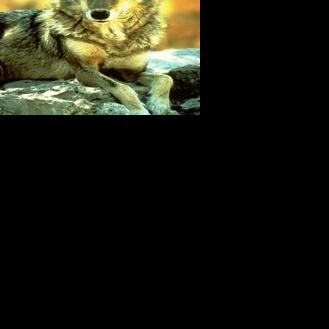 The Ferry Dock Scribbler - Coyote clever