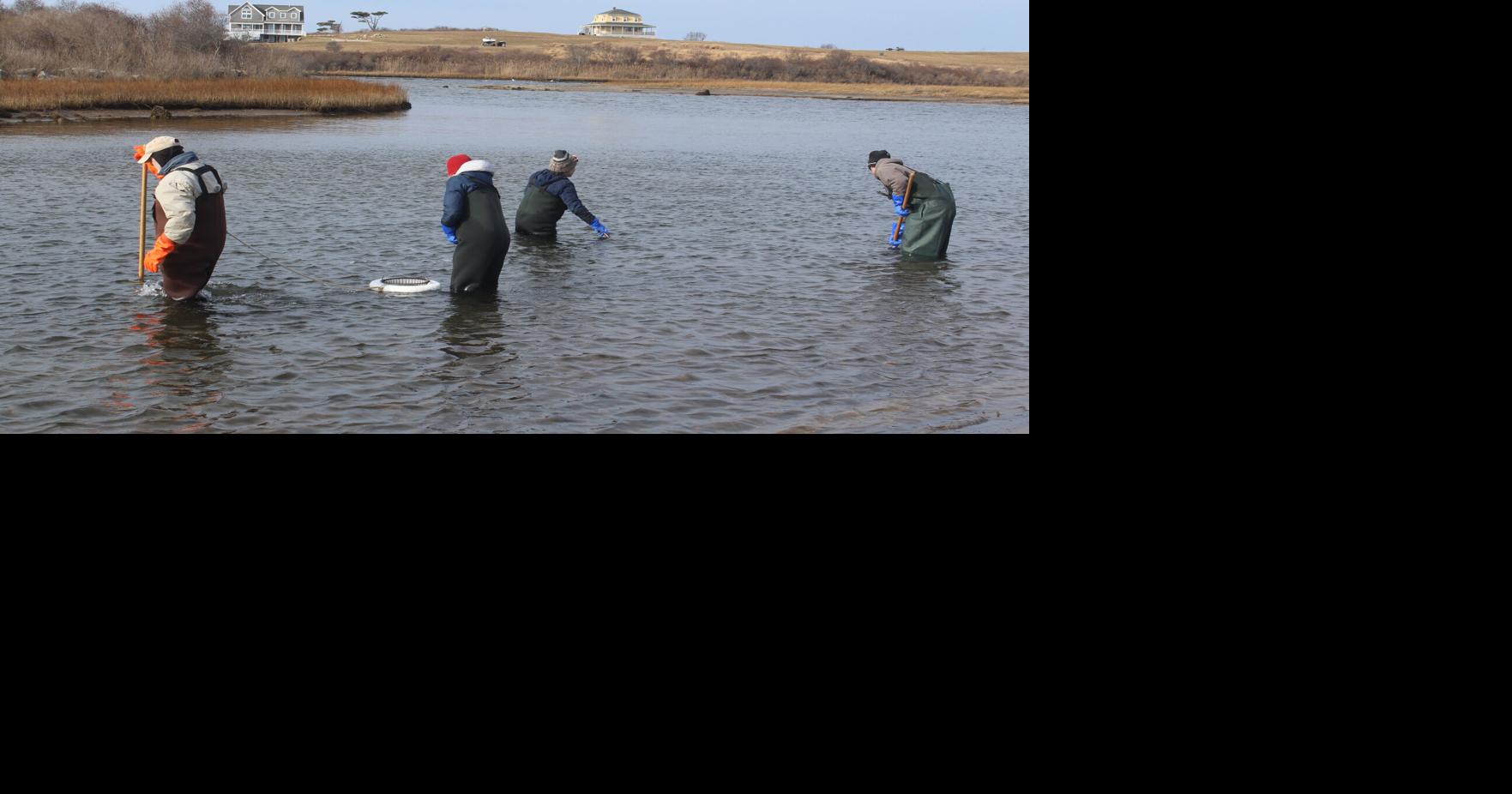 Shellfish Commission to try again with broodstock project