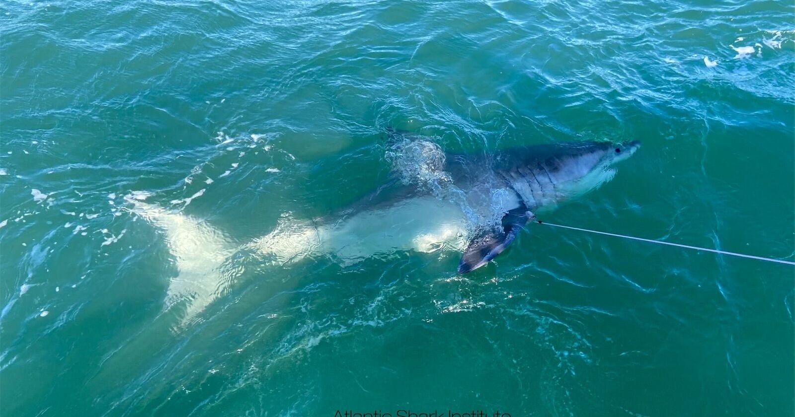 Atlantic Shark Institute tags 30th great white shark in expanding study - Vimarsana News