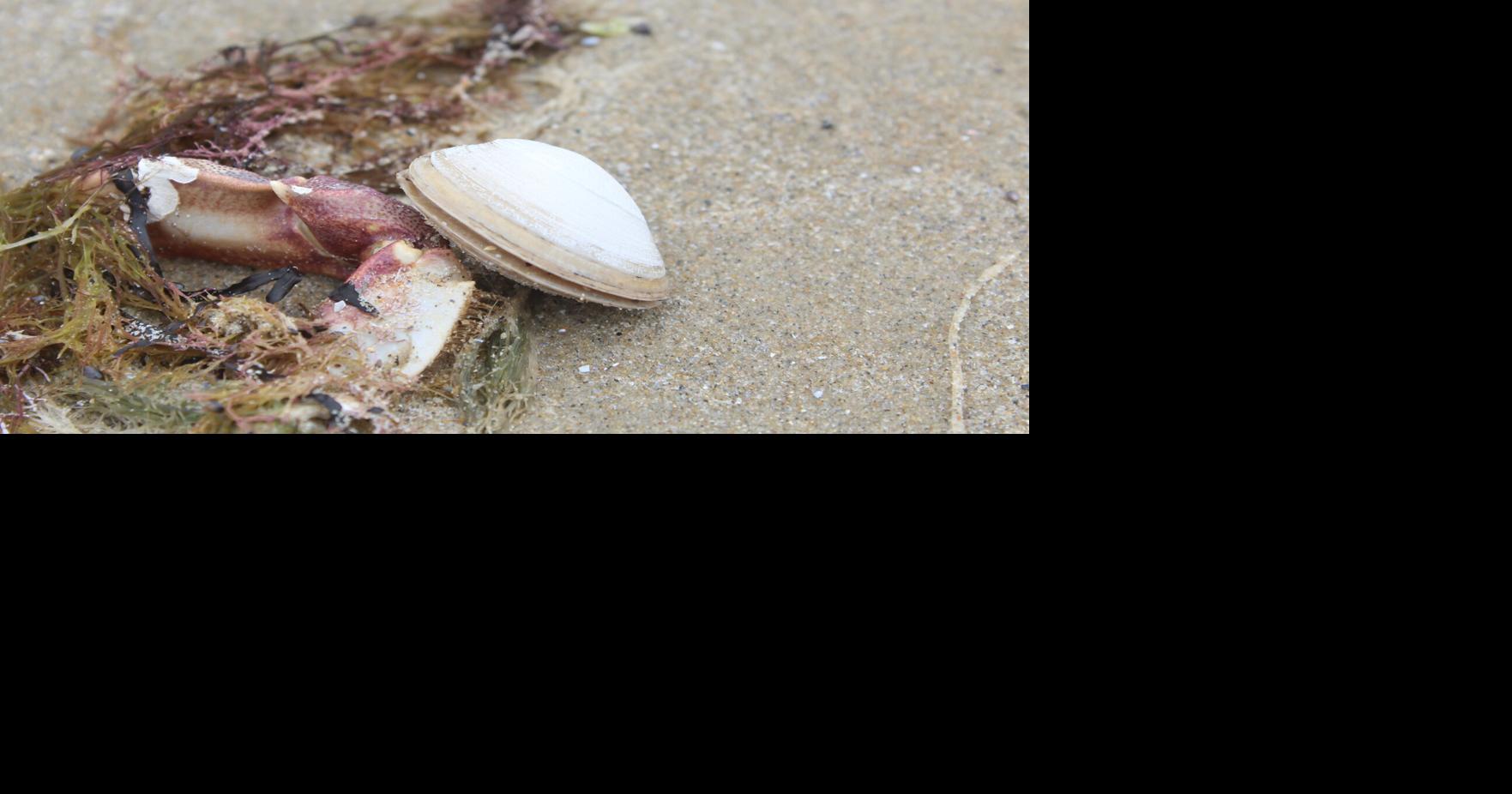 The Wrack Line: TOWN NEWS ROUNDUP | News | blockislandtimes.com