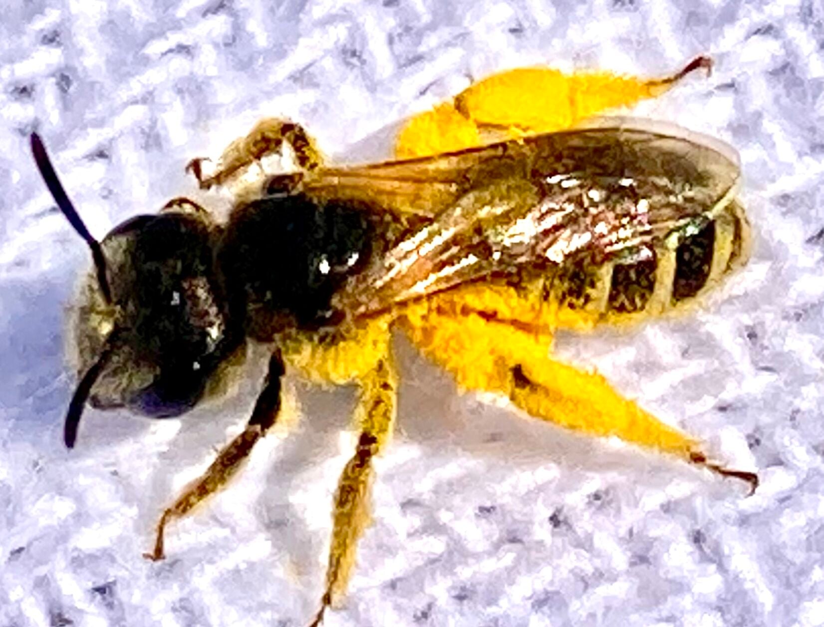 Bee Fure Community Science Stroll: R.I. Wild Bees | Columnists ...