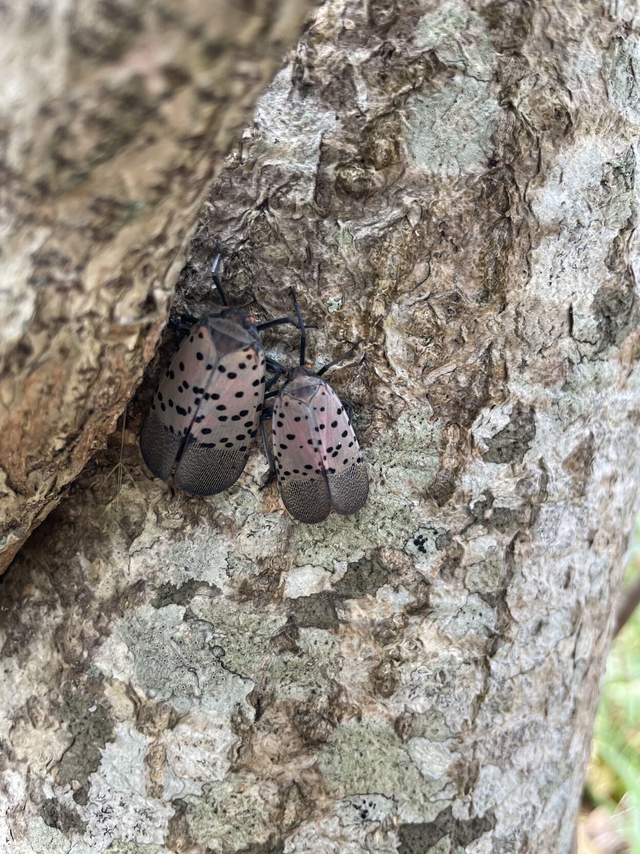 Getting a jump on the spotted lanternfly | News | blockislandtimes.com